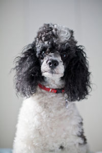 Close-up portrait of a dog