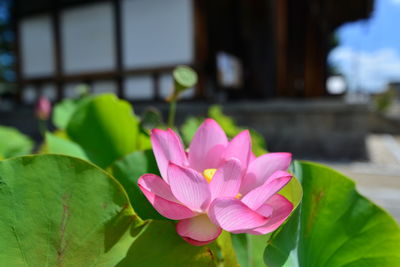 Close-up of pink lotus water lily in pond