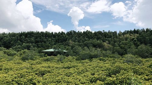 Scenic view of forest against sky