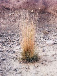 Plants growing on field