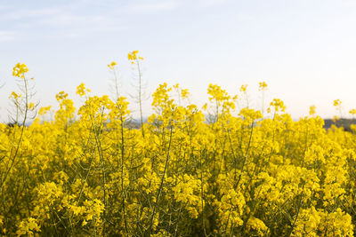 Scenic view of a field full of yellow flowers