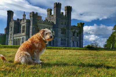 Dog on grass in city against sky