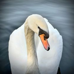 Close-up of swan floating on lake