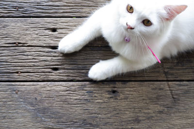 Portrait of white cat