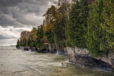 Trees growing on riverbank against sky