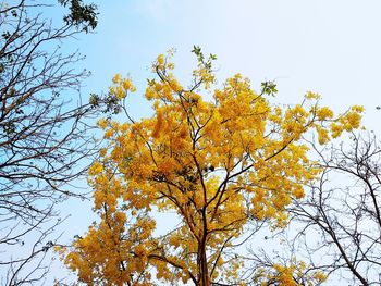 Low angle view of autumnal tree against sky