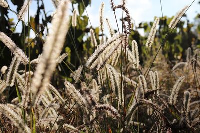 Close-up of stalks in field