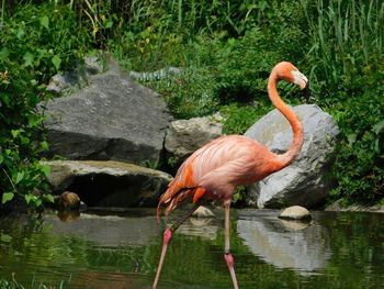 Birds in the lake