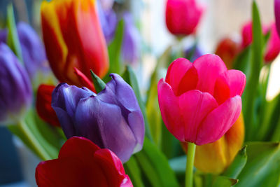 Close-up of pink tulips