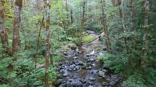 Scenic view of forest