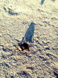 Close-up of housefly