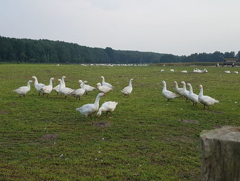 Swans on field by lake against sky