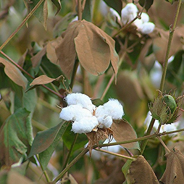 growth, leaf, freshness, flower, fragility, close-up, focus on foreground, plant, nature, white color, beauty in nature, petal, branch, flower head, season, day, bud, blooming, outdoors, blossom