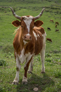 Portrait of cow standing on field