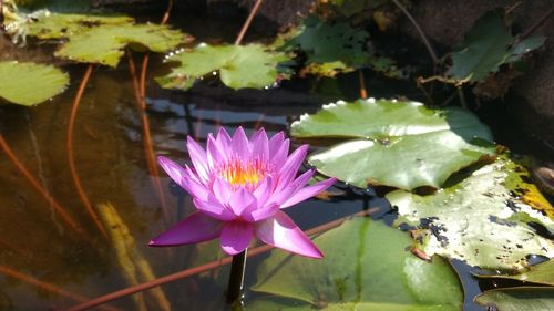 Close-up of lotus water lily