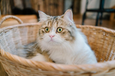 Close-up portrait of a cat