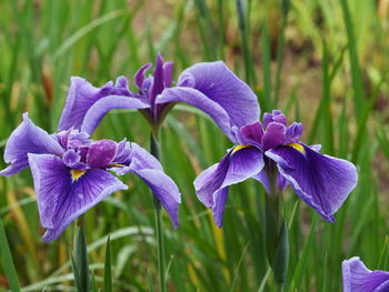 Close-up of purple iris