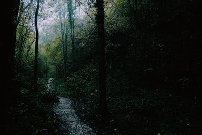 Scenic view of forest