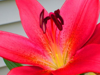 Close-up of red flower