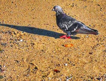 High angle view of bird perching on a field