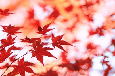 Close-up of red maple leaves