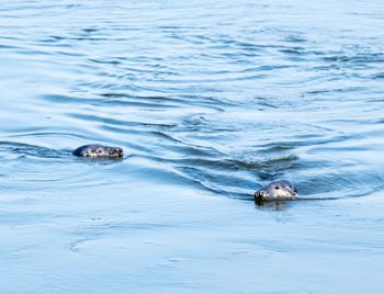 High angle view of duck swimming in sea