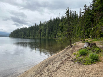 Scenic view of river amidst trees against sky