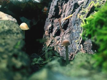 Close-up of mushroom growing on plant