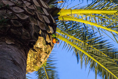 Low angle view of palm tree against sky