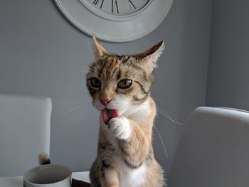 Portrait of cat sitting on table at home