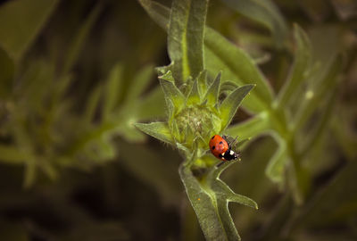 Close-up of ladybug on leaf