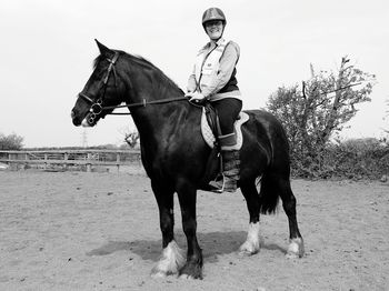 Horses standing on field