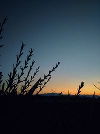 Silhouette plants on field against clear sky at sunset
