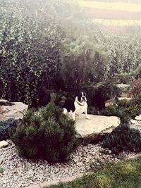 Cat sitting on plant