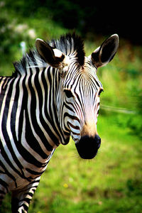 Close-up of zebras on field