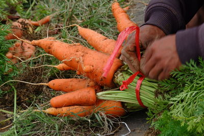 Midsection of man holding vegetables in farm