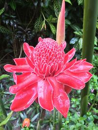 Close-up of flower blooming outdoors