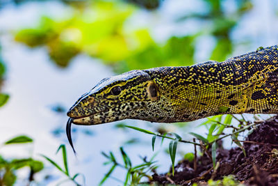 A close up of a monitor lizard