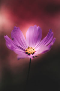 Close-up of pink cosmos flower