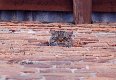 Portrait of cat on brick wall