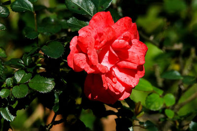 Close-up of pink flower blooming outdoors