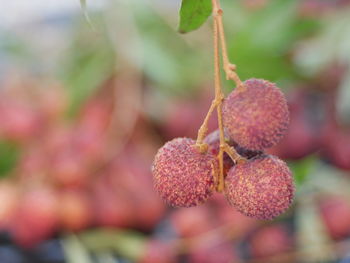 Close-up of red berries on plant