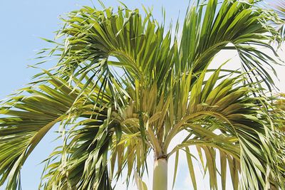 Low angle view of palm tree against sky