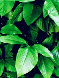 Full frame shot of green leaves