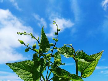 Low angle view of fresh green leaves against sky