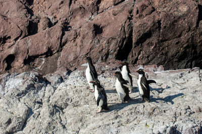 High angle view of rocks at shore