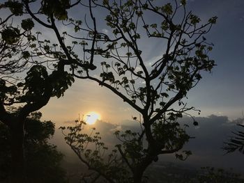 Silhouette tree against sky during sunset