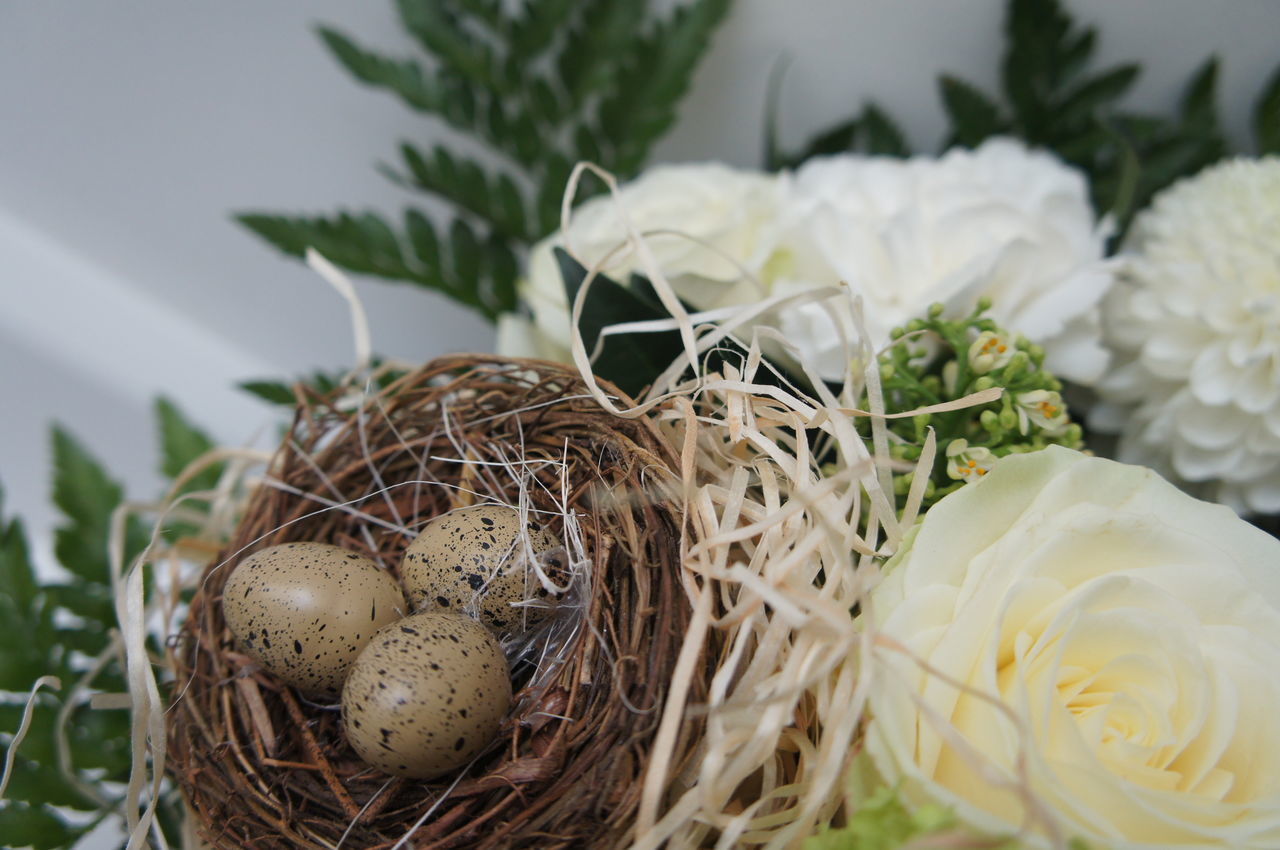 close-up, focus on foreground, freshness, white color, flower, plant, growth, indoors, fragility, no people, nature, selective focus, day, still life, white, leaf, beauty in nature, food and drink, petal