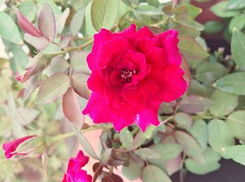 Close-up of pink flowers