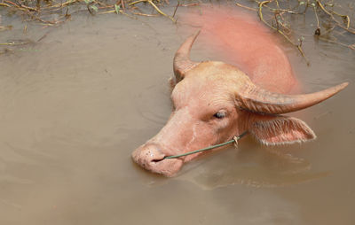 High angle view of an animal